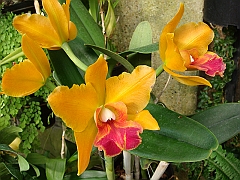 398 Longwood Gardens [2008 August 23]